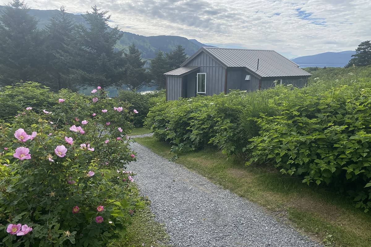 cabin path wild roses