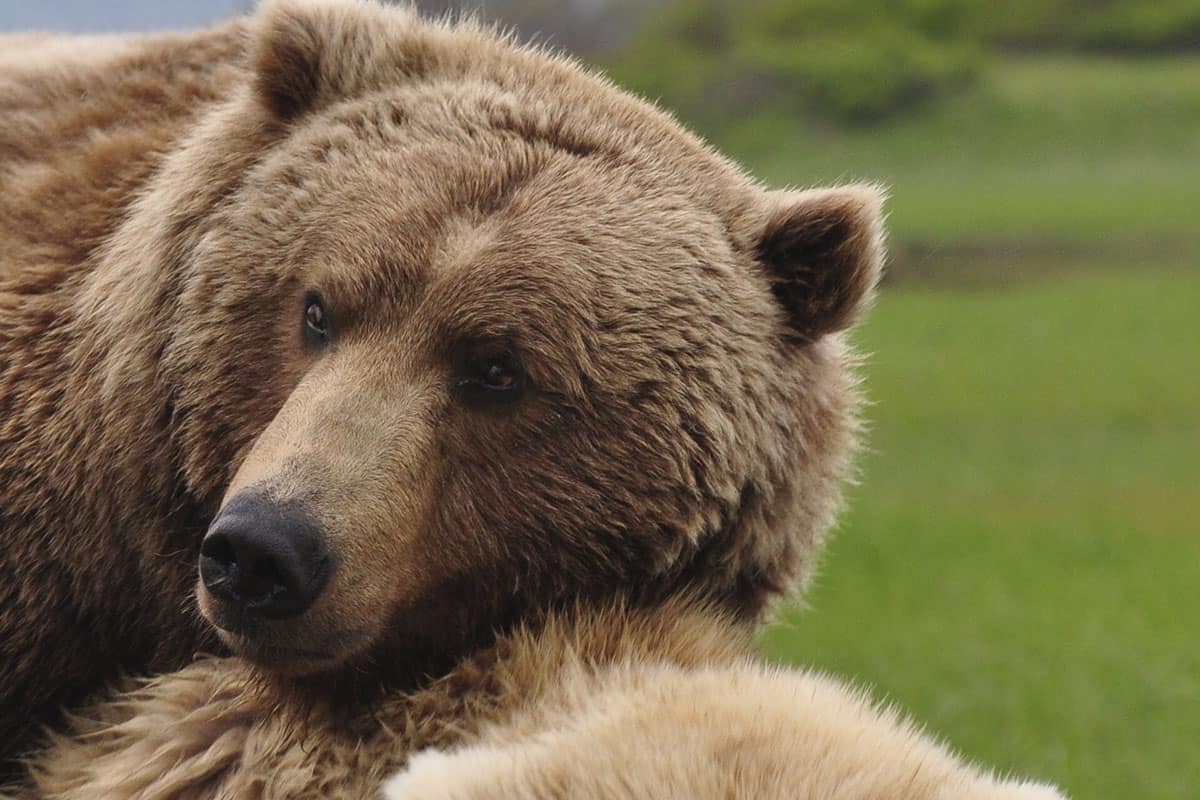 closeup of bears hugging