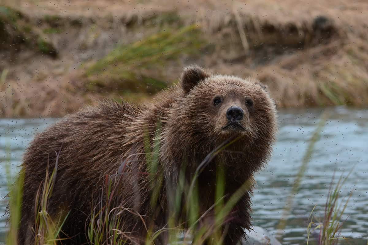 wet bear by the river