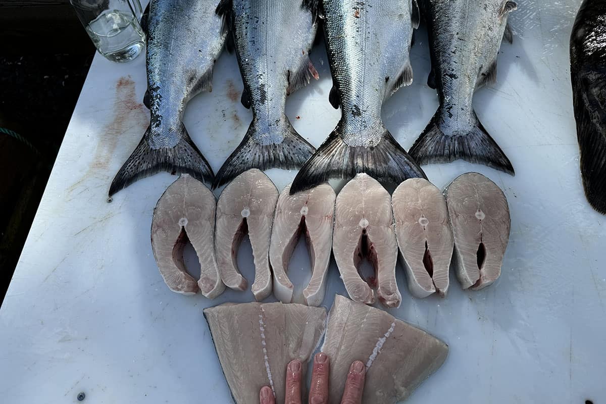 fish steaks