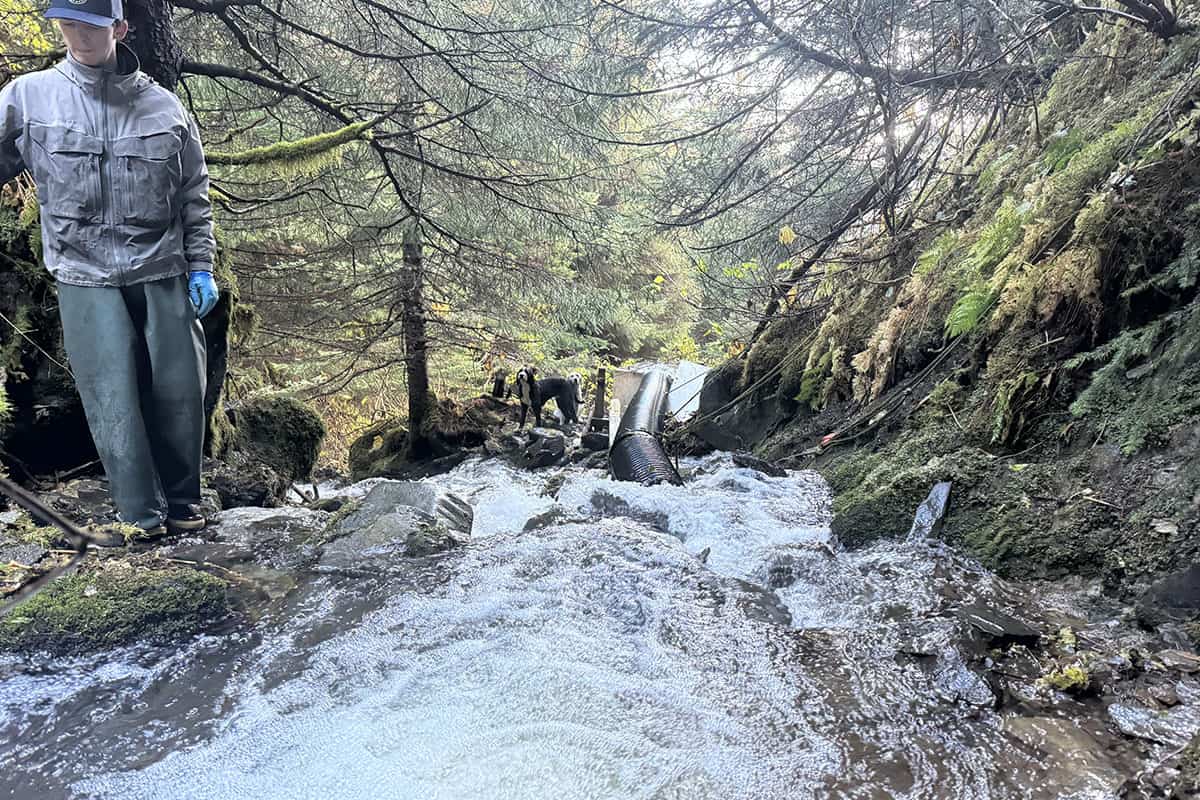 People exploring a forest stream with rocks and trees in a misty environment.
