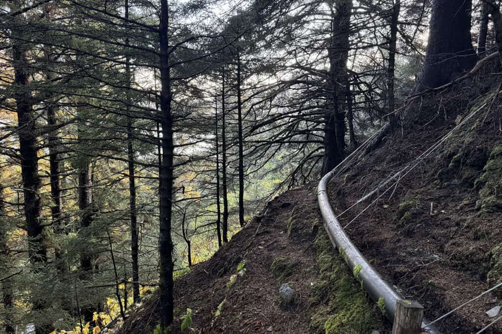 Pipeline running along a forested hillside with tall trees and moss-covered ground.