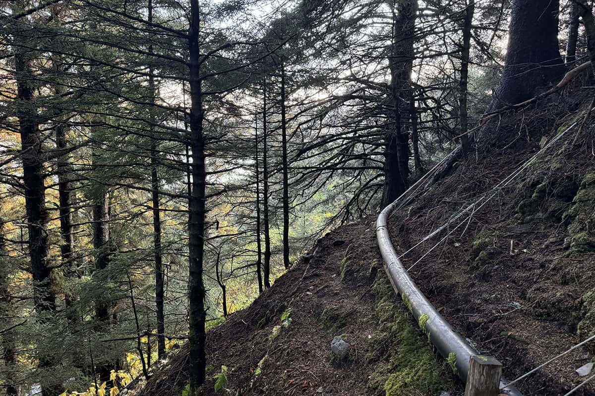 Pipeline running along a forested hillside with tall trees and moss-covered ground.
